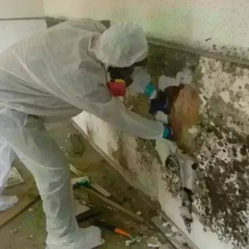 Mold Remediation and Removal in Holly Ridge, NC